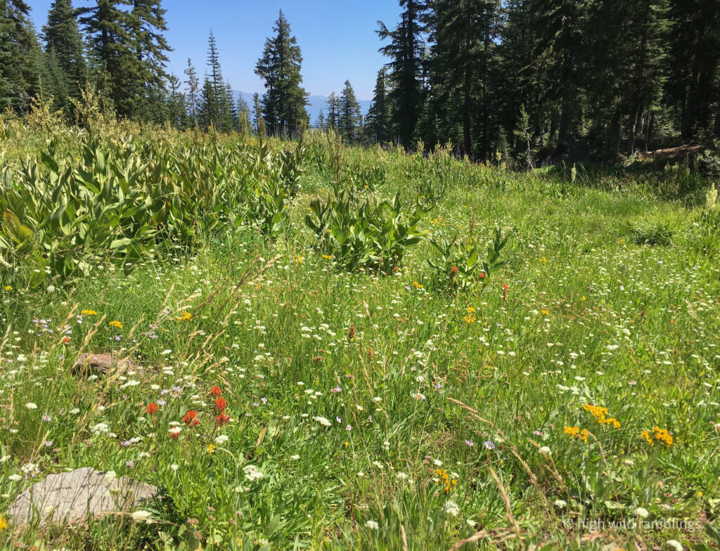 High Wild Ramblings