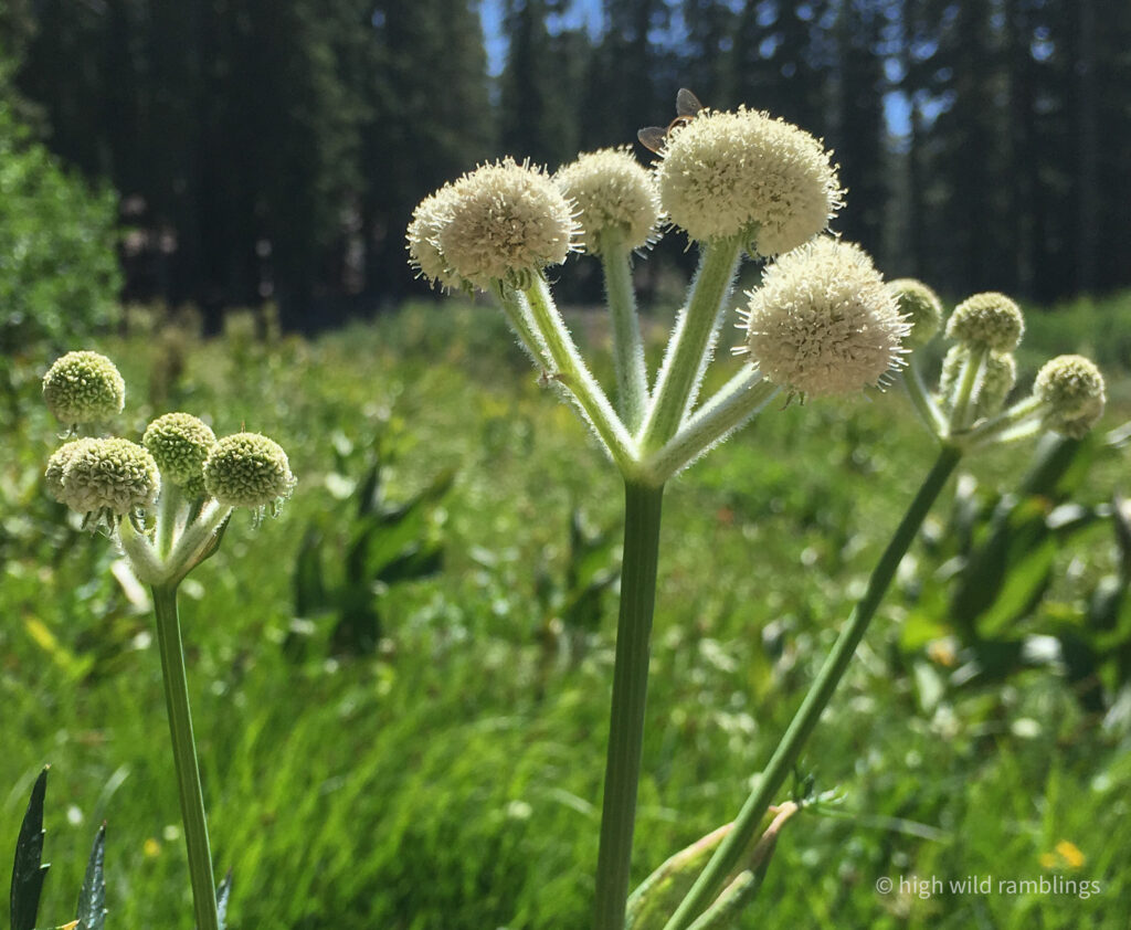 High Wild Ramblings