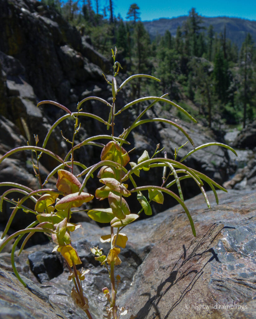 High Wild Ramblings