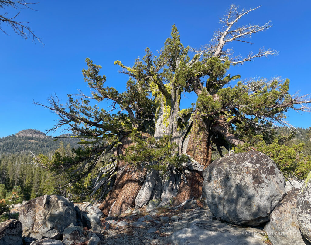 High Wild Ramblings