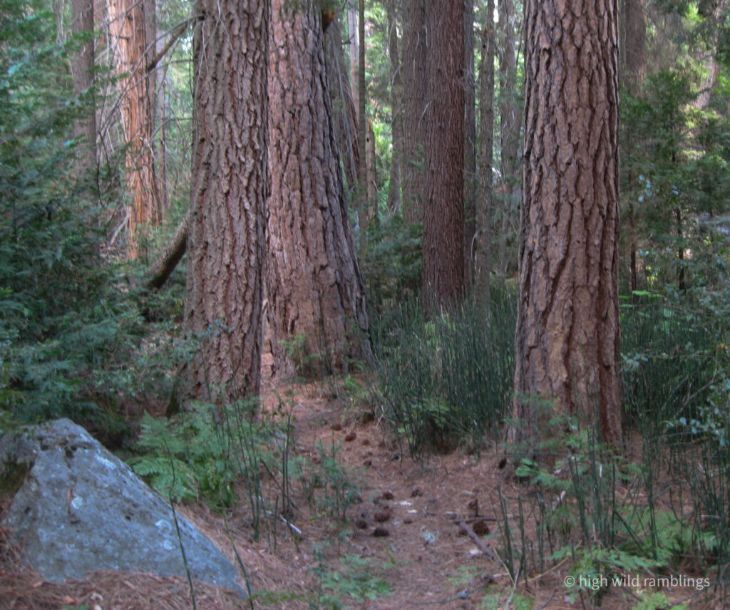 High Wild Ramblings