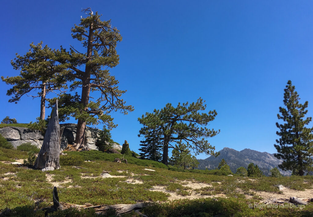 High Wild Ramblings