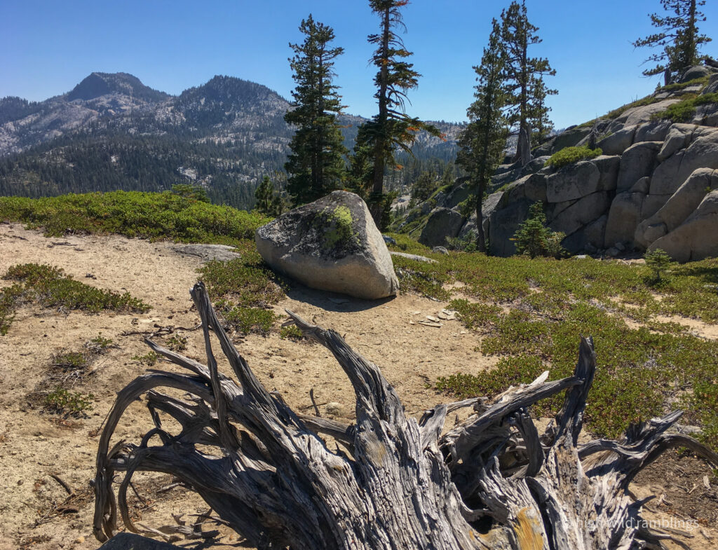 High Wild Ramblings