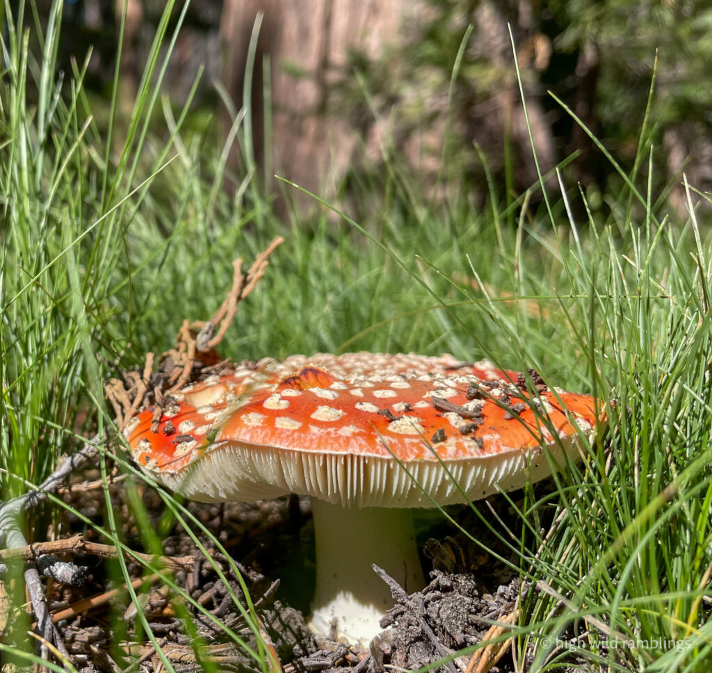 High Wild Ramblings