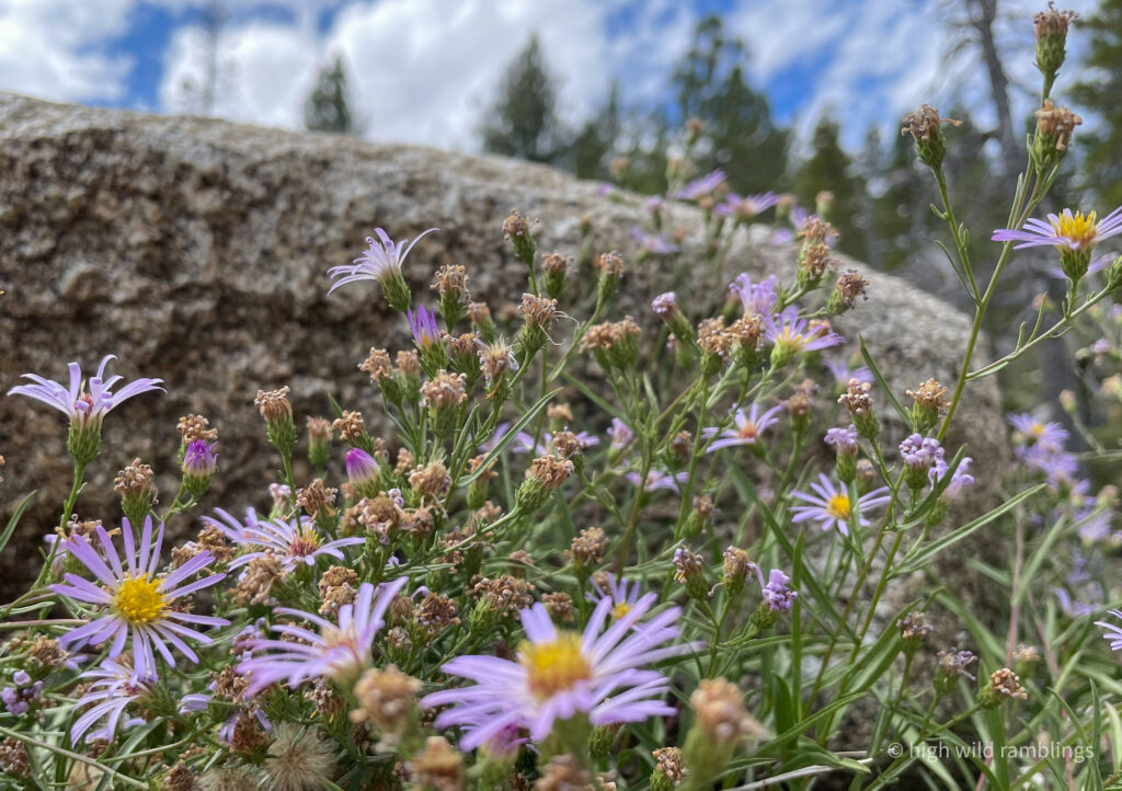 High Wild Ramblings