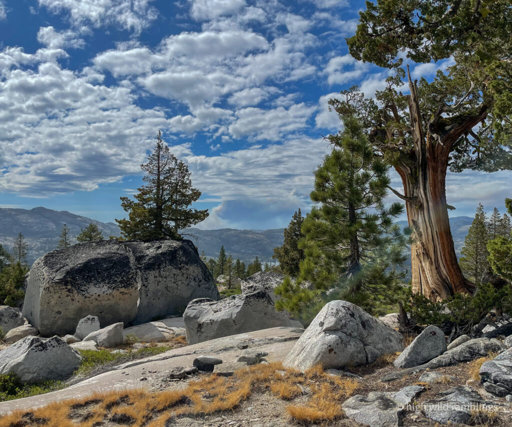 High Wild Ramblings