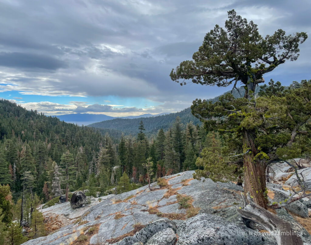 High Wild Ramblings