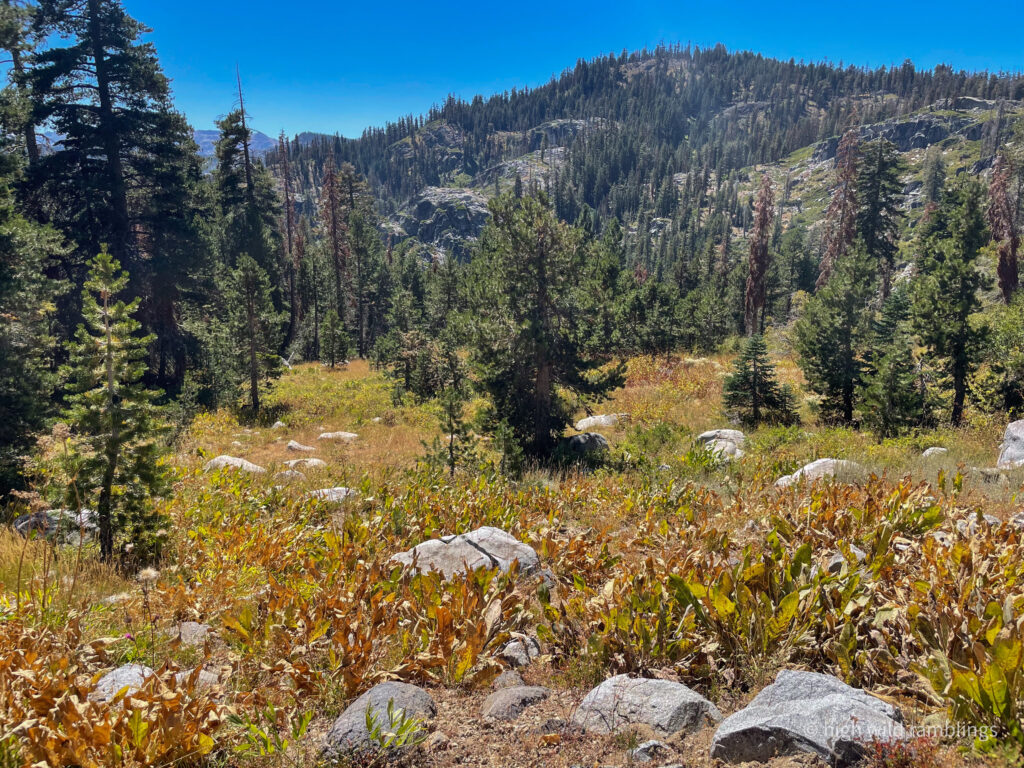 High Wild Ramblings
