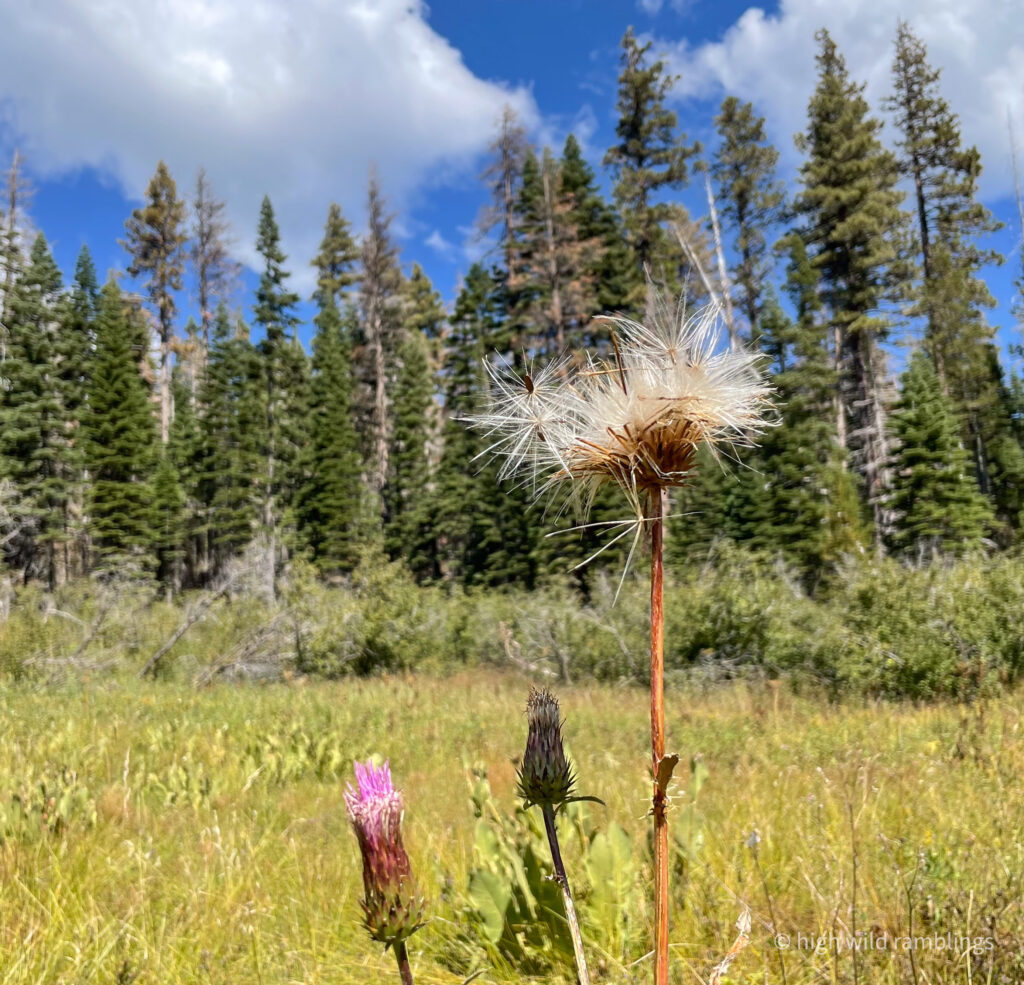 High Wild Ramblings