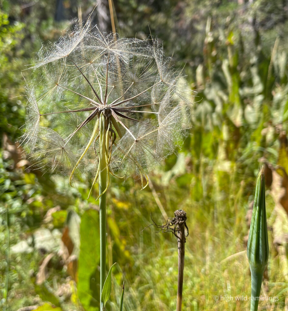 High Wild Ramblings