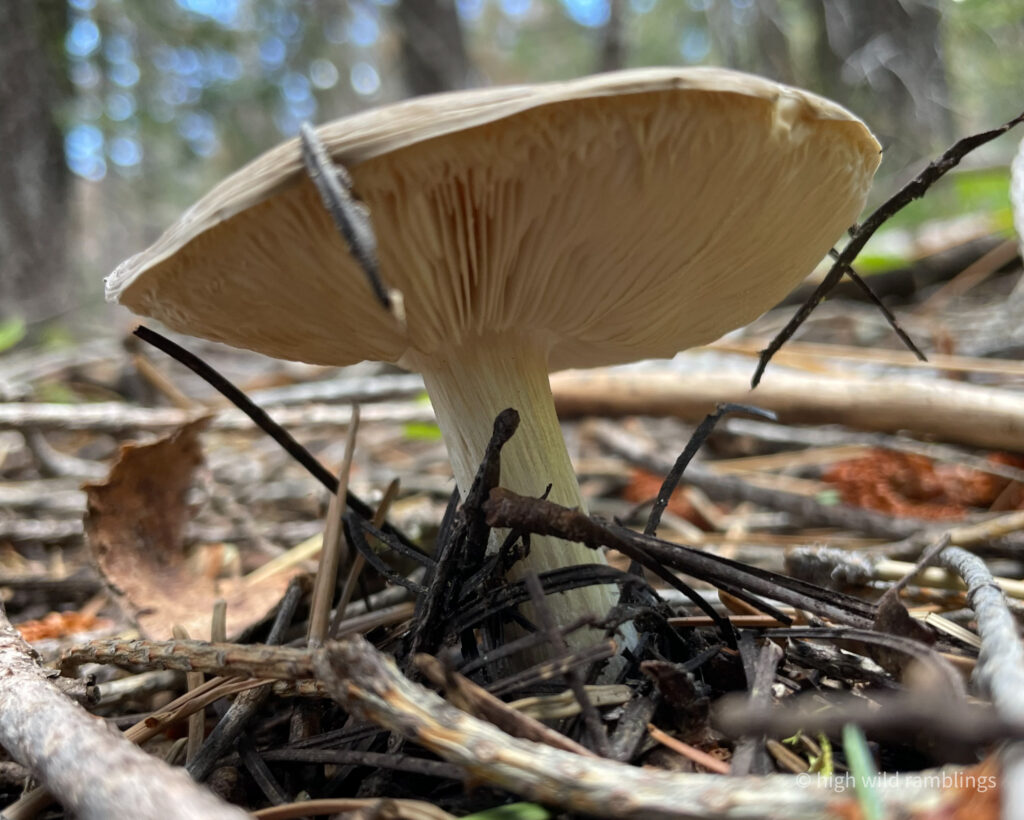 High Wild Ramblings