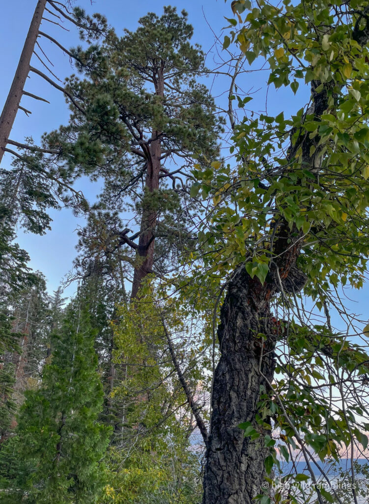 High Wild Ramblings