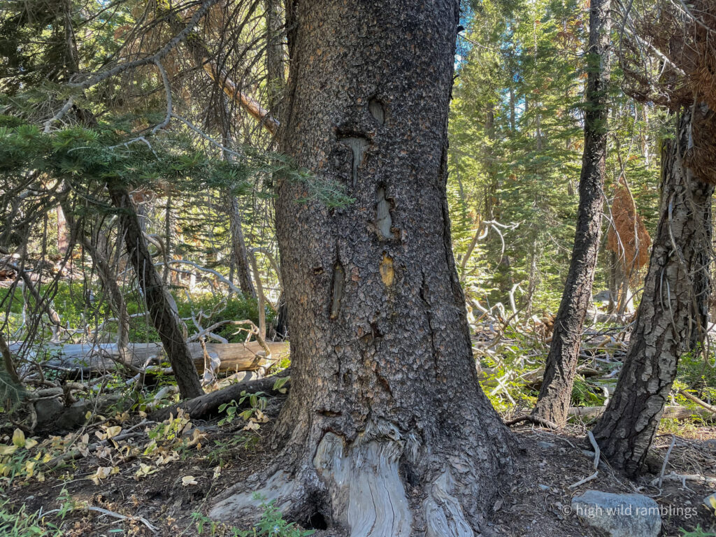 High Wild Ramblings
