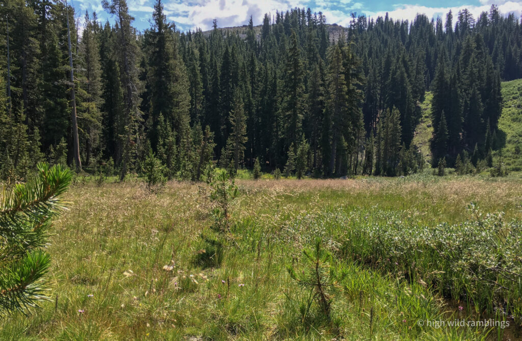 High Wild Ramblings