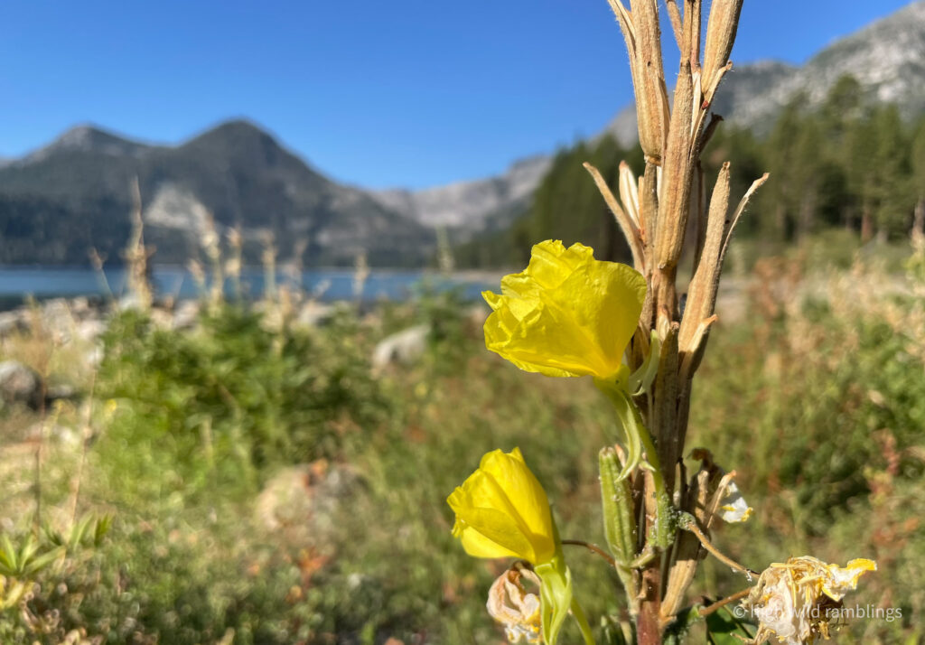 High Wild Ramblings