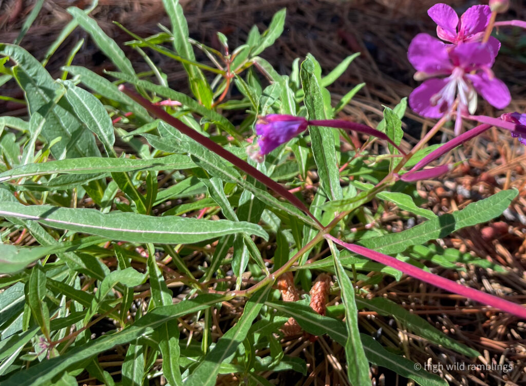 High Wild Ramblings