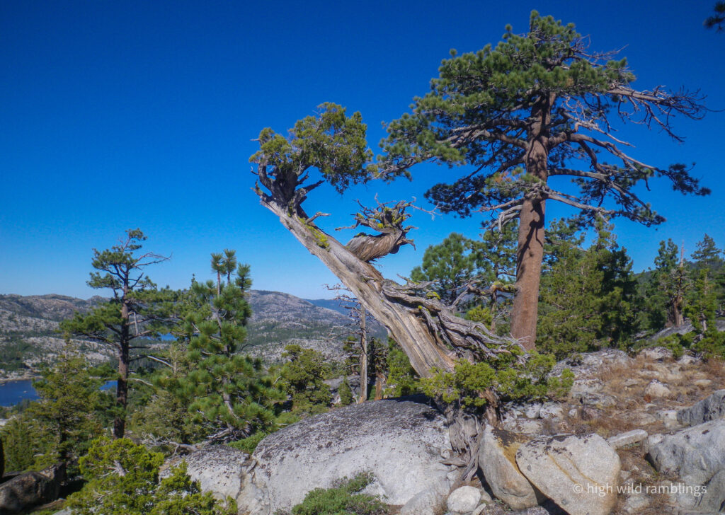 High Wild Ramblings
