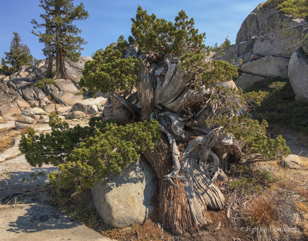 High Wild Ramblings