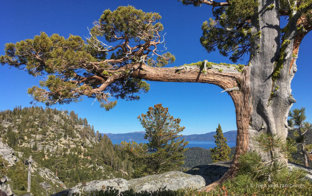 High Wild Ramblings
