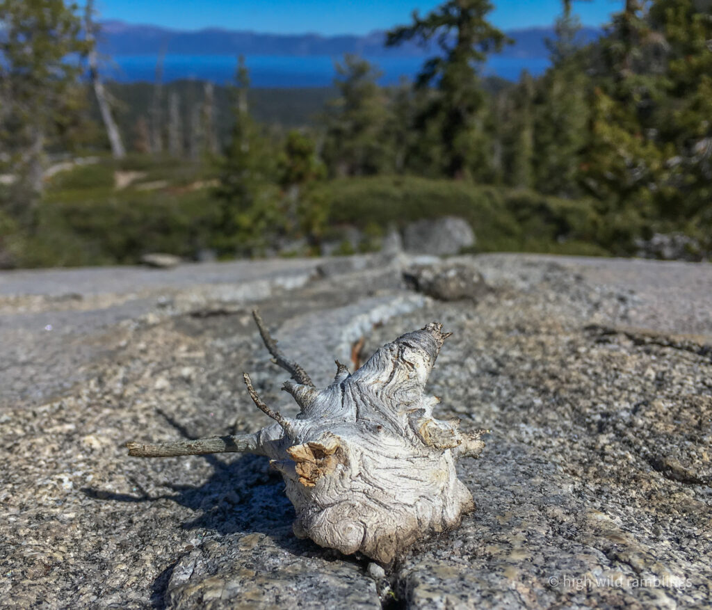 High Wild Ramblings