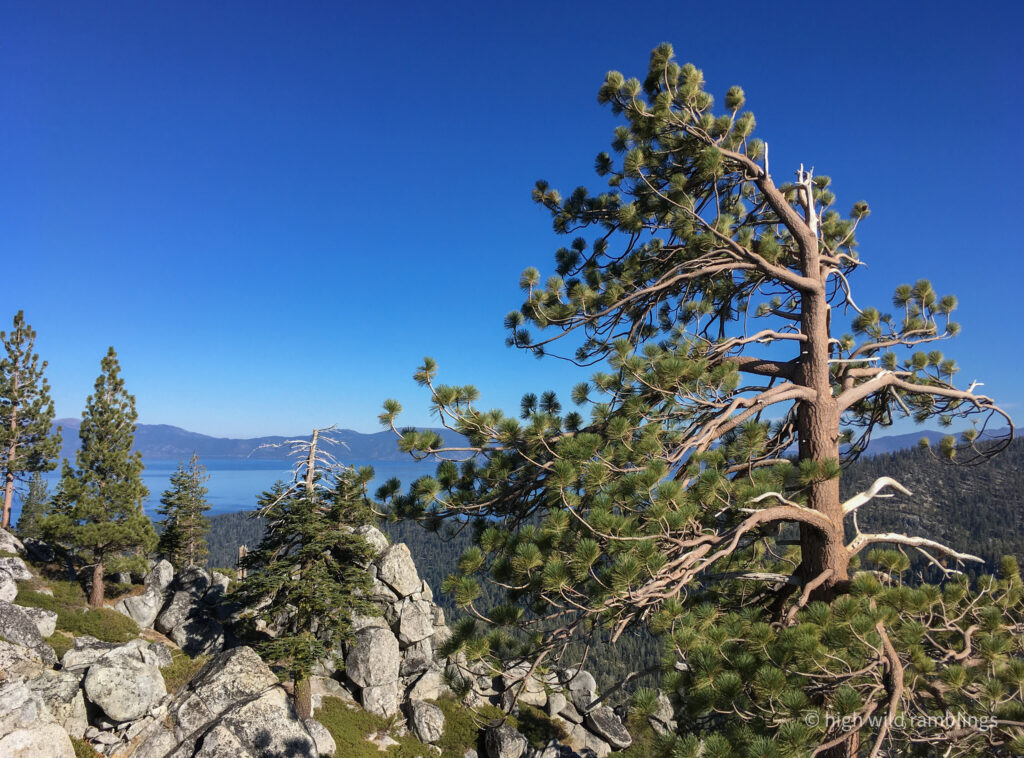 High Wild Ramblings