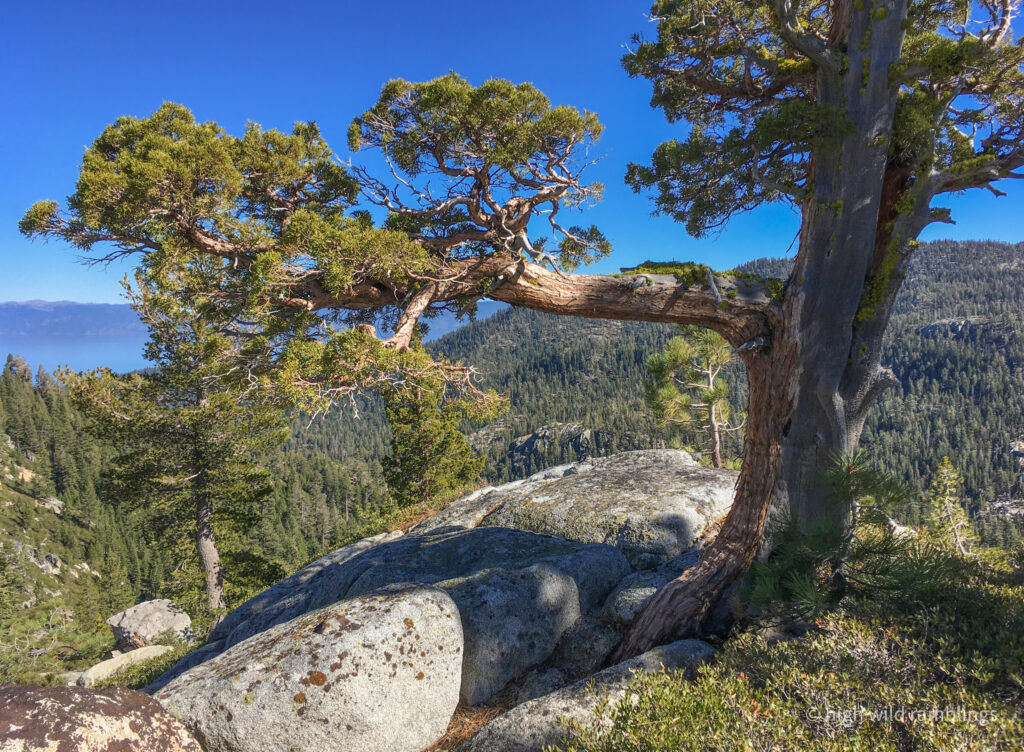 High Wild Ramblings