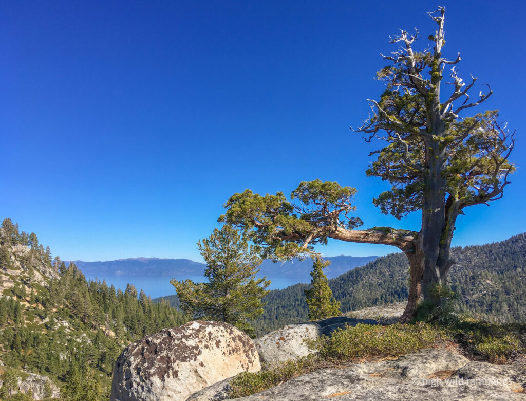 High Wild Ramblings