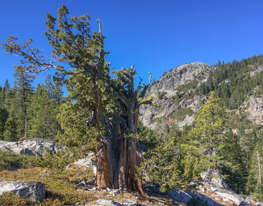 High Wild Ramblings